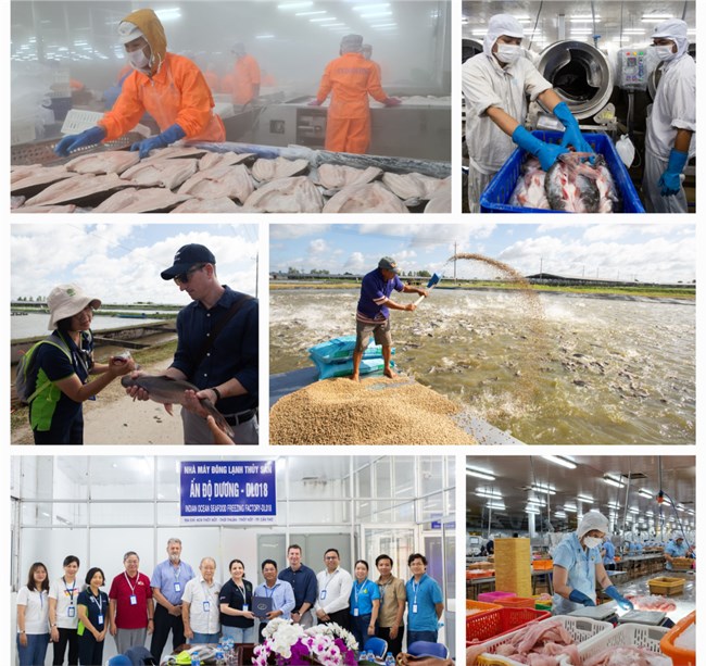 Australia hỗ trợ giảm thất thoát, lãng phí thực phẩm cho ngành cá tra ở lưu vực sông Mekong (04/09/2023)
